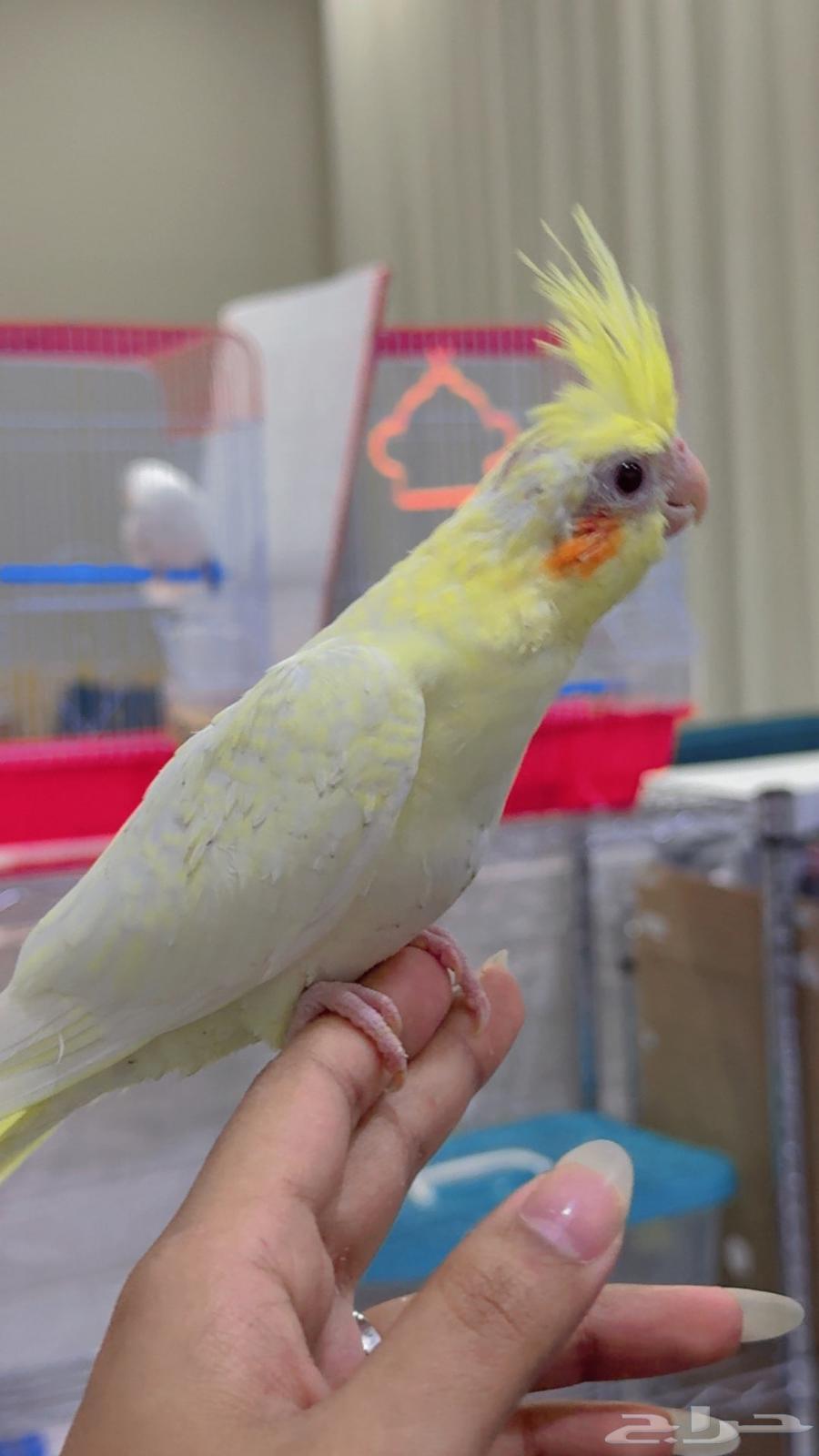 كروان لاتينو تايقر64364684166274112