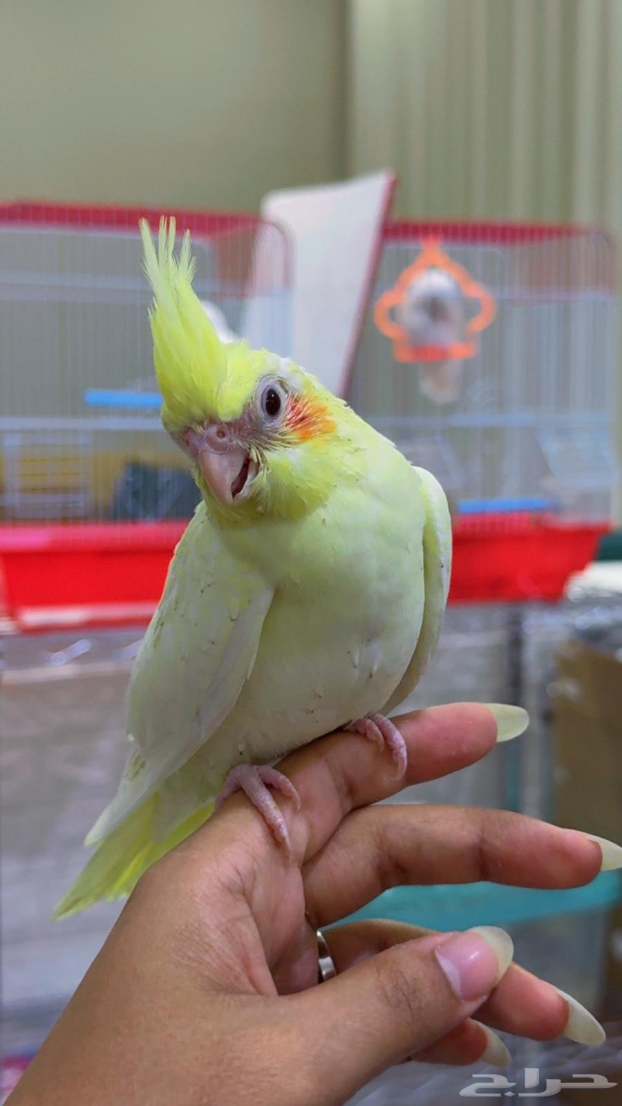 كروان لاتينو تايقر64364684166274114