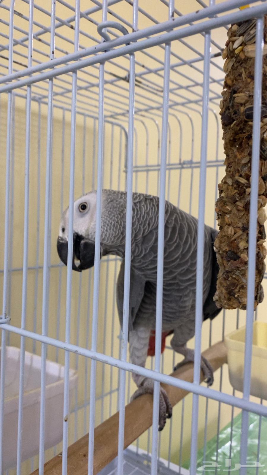Jumbo Casco Parrot, Light-Colored and Very Tame64377959227778112