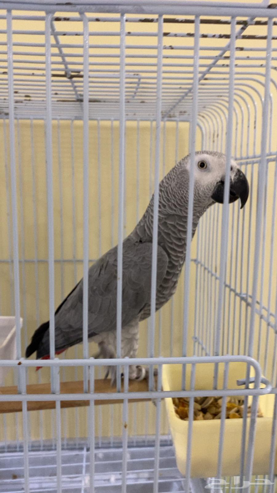 Jumbo Casco Parrot, Light-Colored and Very Tame64377959227778111
