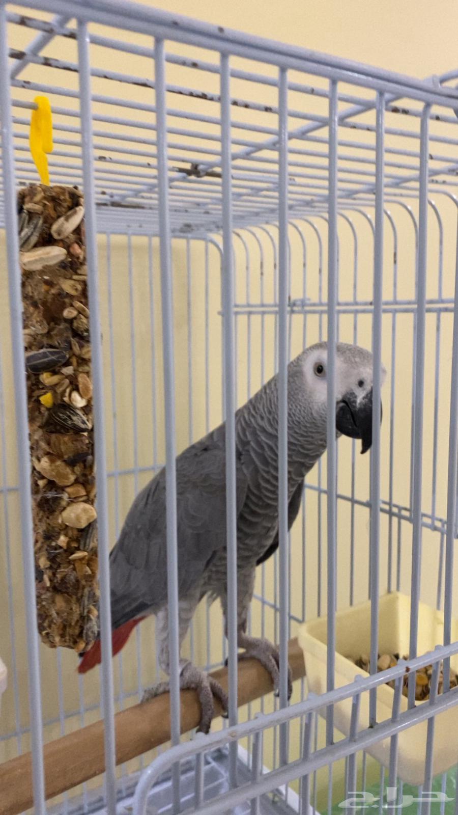 Jumbo Casco Parrot, Light-Colored and Very Tame64377959227778113