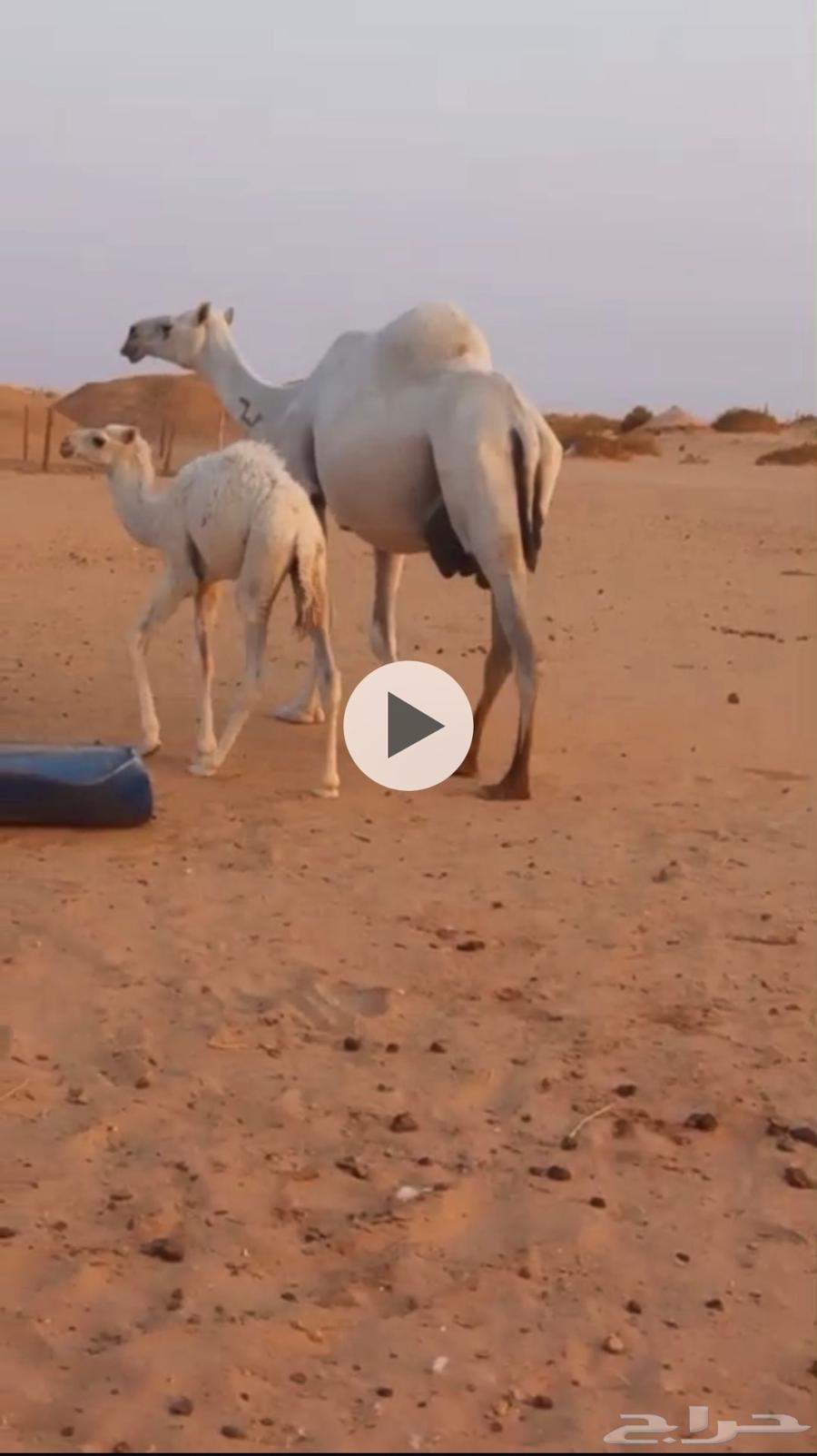 عشرا للبيع وضحا64373624871938111