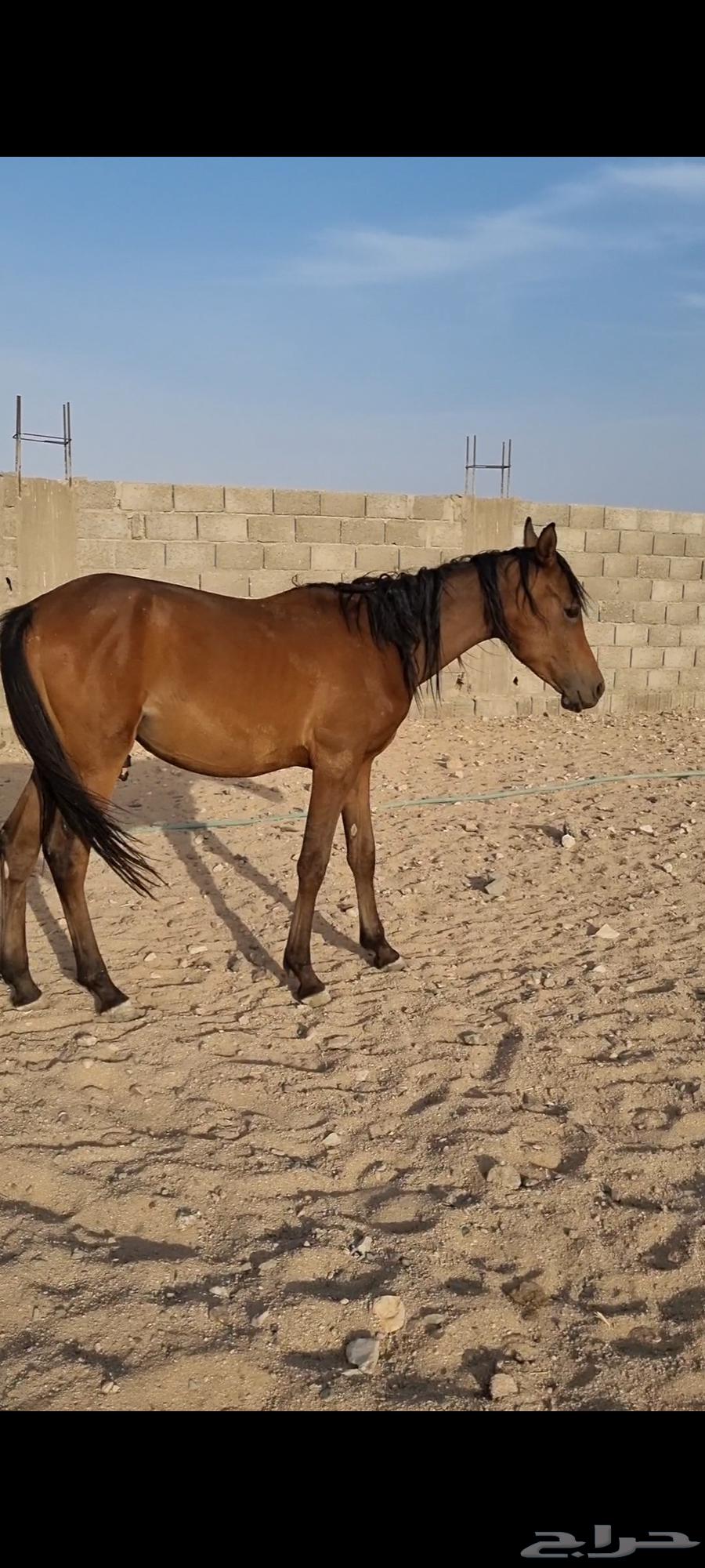 مهر أصيل للبيع64377929898371111