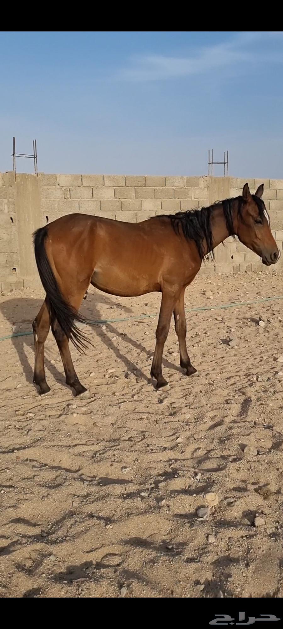 مهر أصيل للبيع64377929898371112