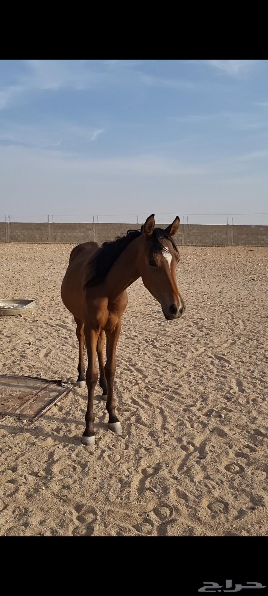 مهر أصيل للبيع64377929898371110