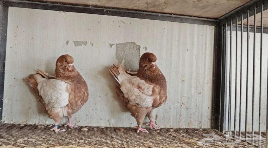 زوج كنق ارجنت الحد 150ريال64365865333507112