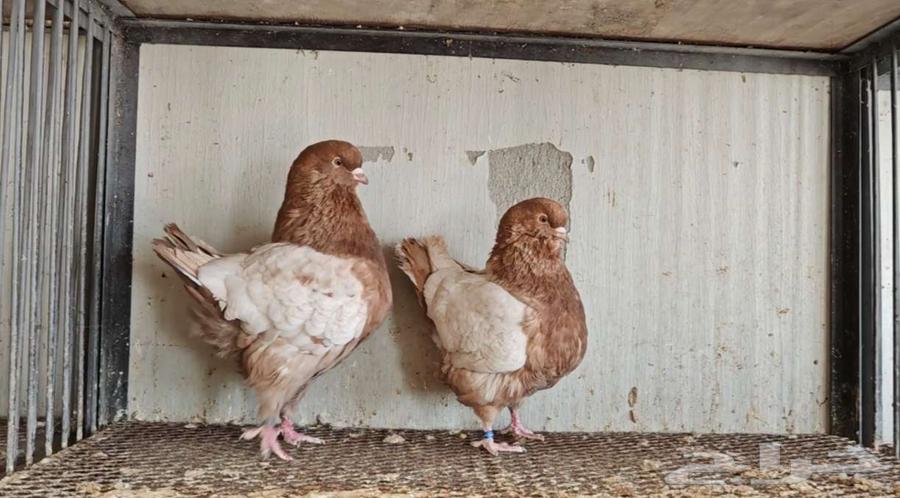 زوج كنق ارجنت الحد 150ريال64365865333507110