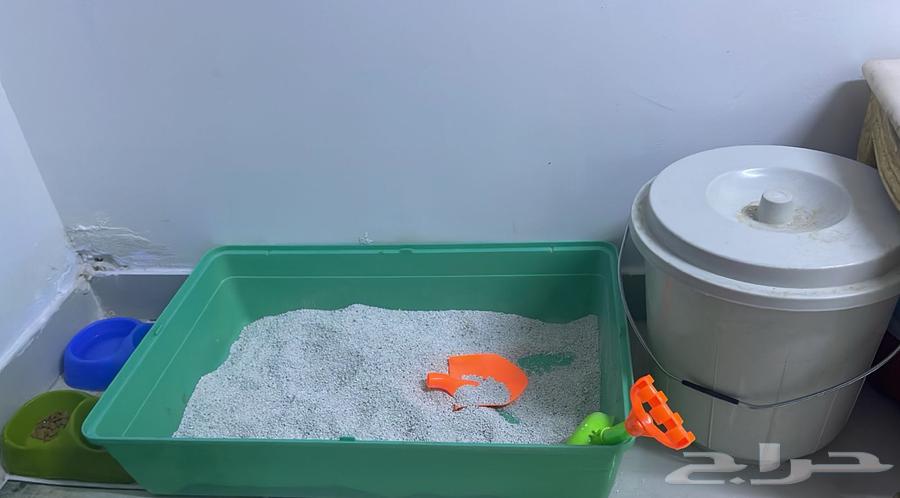 الرياض الياسمين64377681164675113