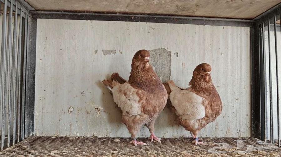 زوج كنق ارجنت الحد 150ريال64365865333507111