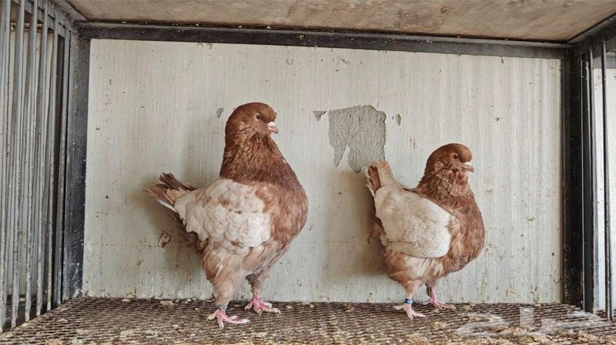 زوج كنق ارجنت الحد 150ريال64365865333507113