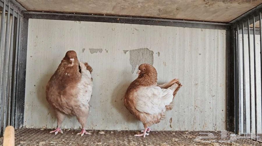 زوج كنق ارجنت الحد 150ريال64365865333507114