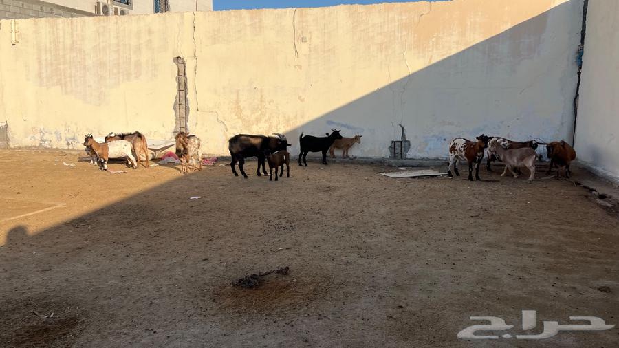 Complete shed for sale, dwarf goats64365262046339111