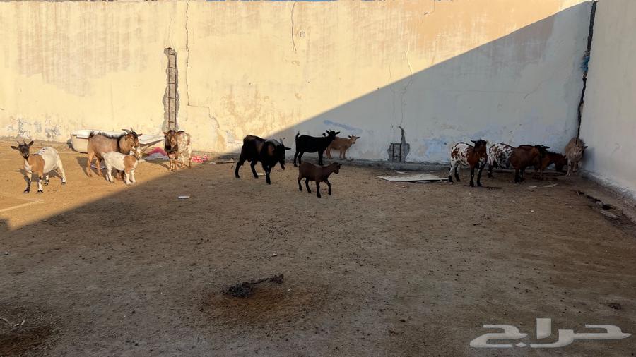 Complete shed for sale, dwarf goats64365262046339112