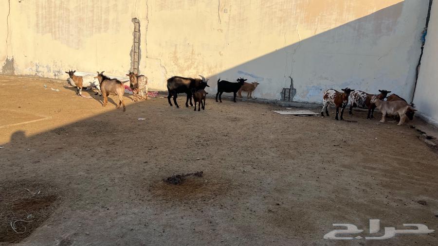 Complete shed for sale, dwarf goats64365262046339110