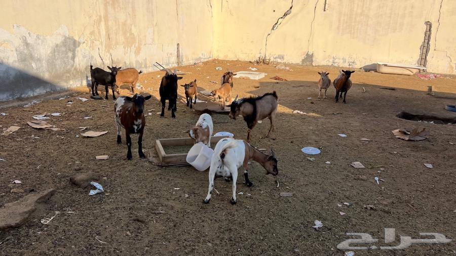 Complete shed for sale, dwarf goats64365262046339113