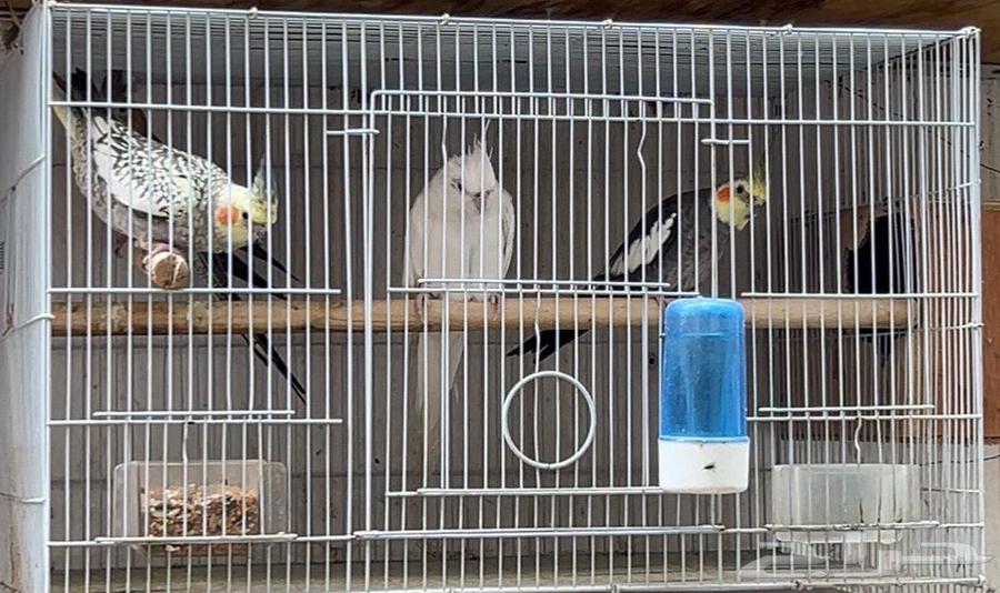 Crowing bird product64370770416259110