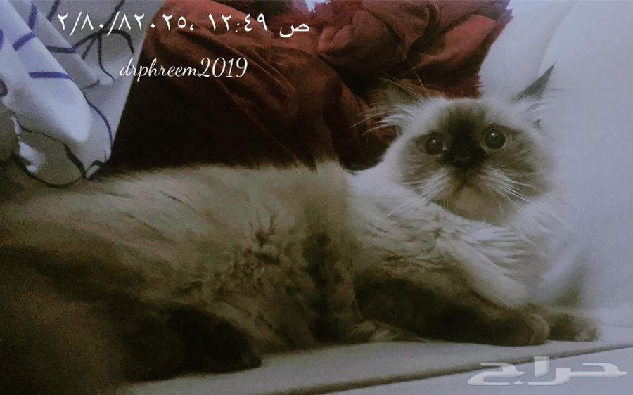 الرياض الياسمين64377681164675110