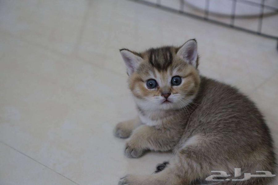 قطط   كتنز سكوتش بعمر 6 اسابيع للبيع (التسليم بعد الفطام)64370482787201113
