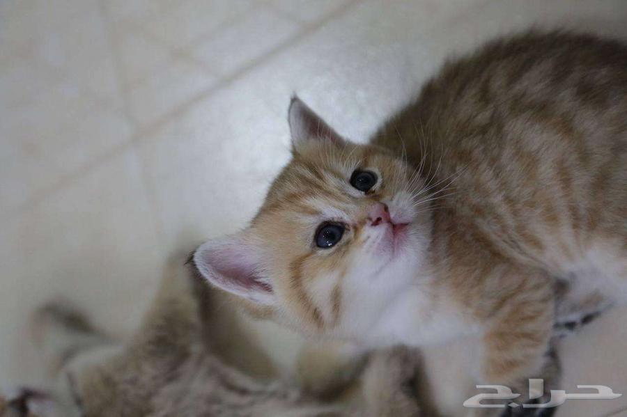 قطط   كتنز سكوتش بعمر 6 اسابيع للبيع (التسليم بعد الفطام)64370482787201110