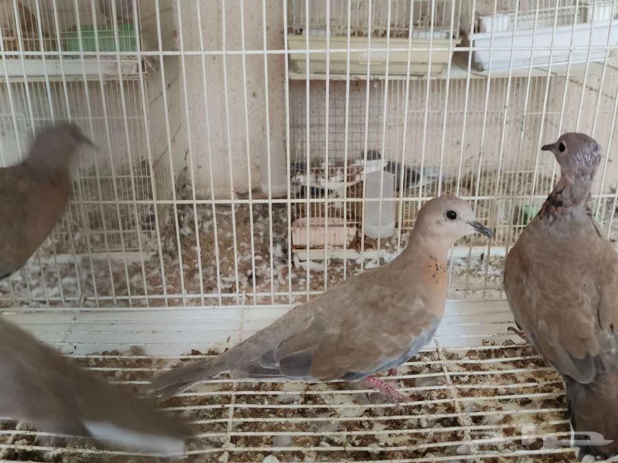 Date Palm Pigeons, I'm selling my old catch64368003144449110