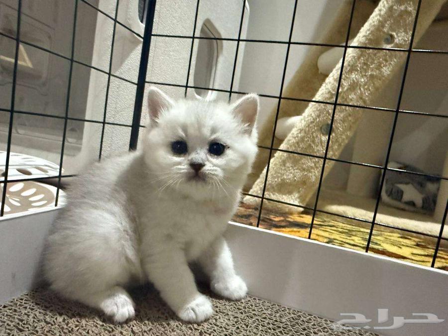 قطط   كتنز سكوتش بعمر 6 اسابيع للبيع (التسليم بعد الفطام)64370482787201114