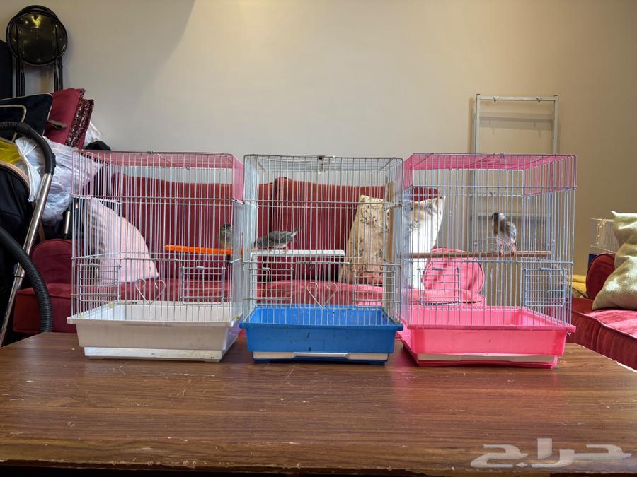 تصفية طيور بسعر مميز64370943735553112