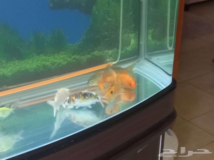 اسماك كوي للبيع سعر خاص للمجموعة64372214818434113