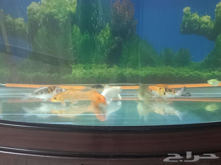 اسماك كوي للبيع سعر خاص للمجموعة64372214818434111