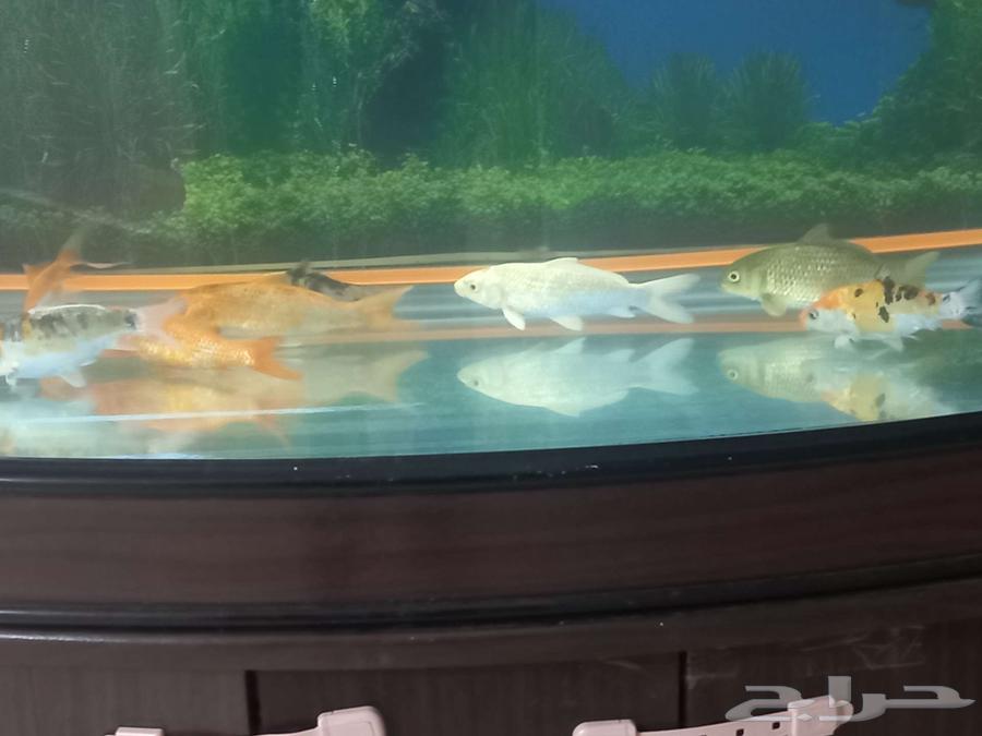 اسماك كوي للبيع سعر خاص للمجموعة64372214818434112