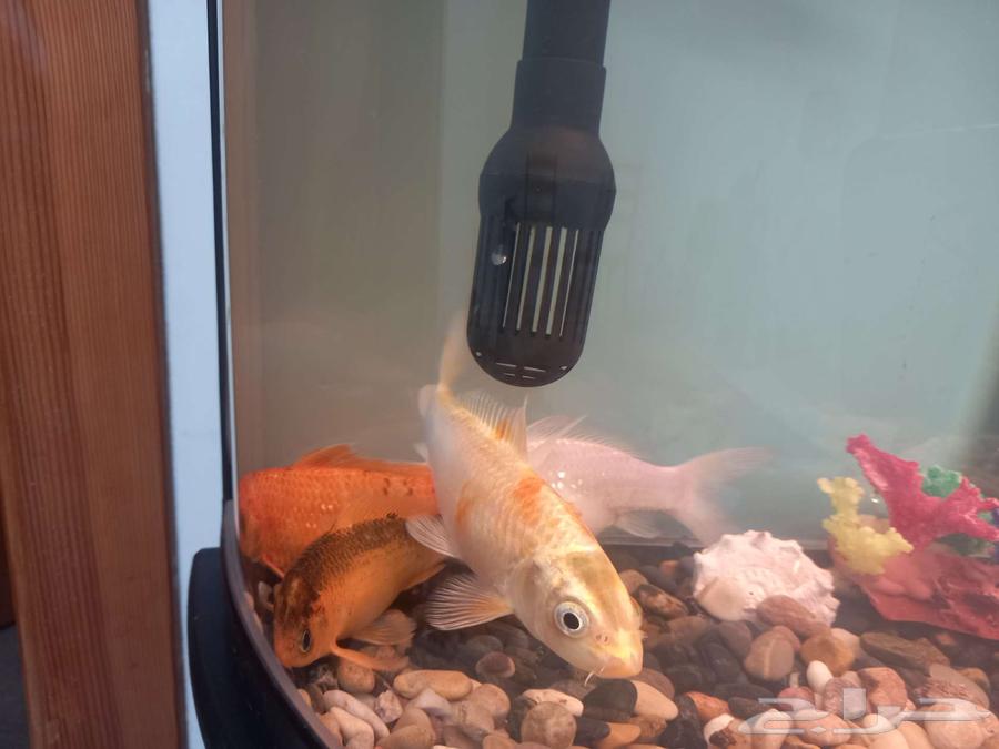 اسماك كوي للبيع سعر خاص للمجموعة64372214818434110