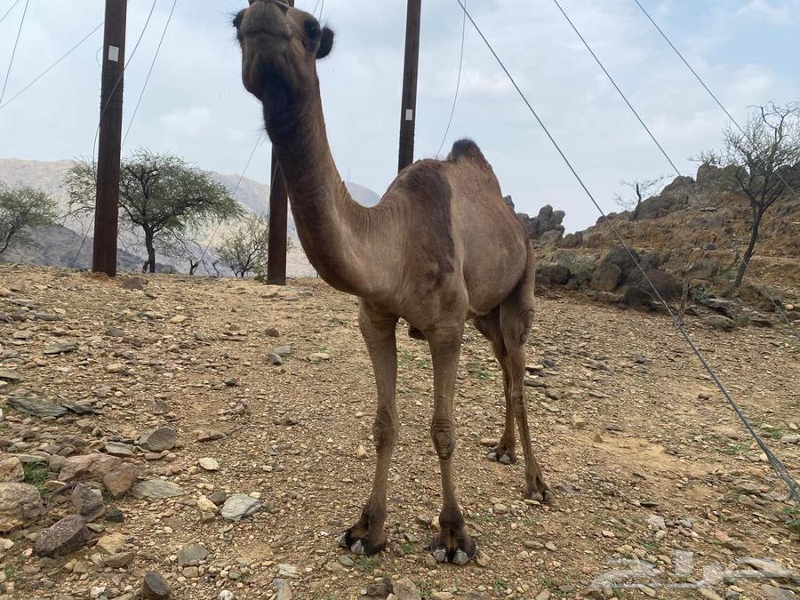 ابل للبيع64372900957187112