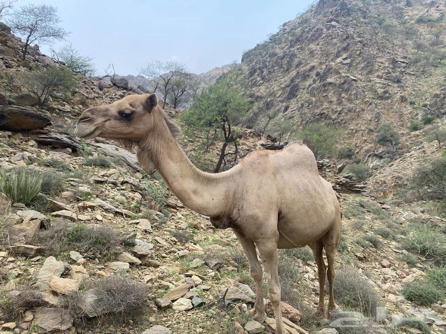 ابل للبيع64372900957187113