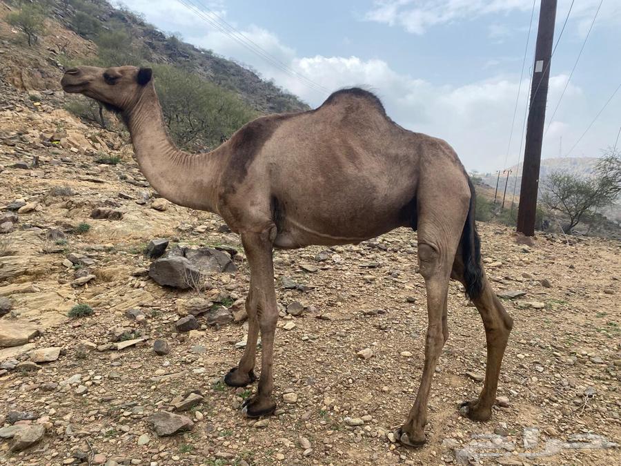 ابل للبيع64372900957187111