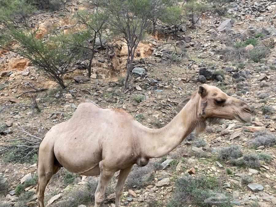 ابل للبيع64372900957187110