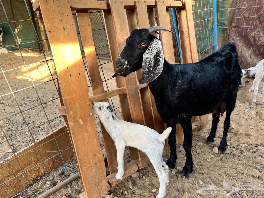 A goat with a pit underneath64374319647746111