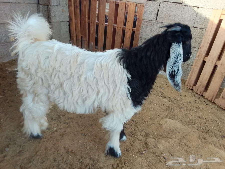 Tios64364365379715110