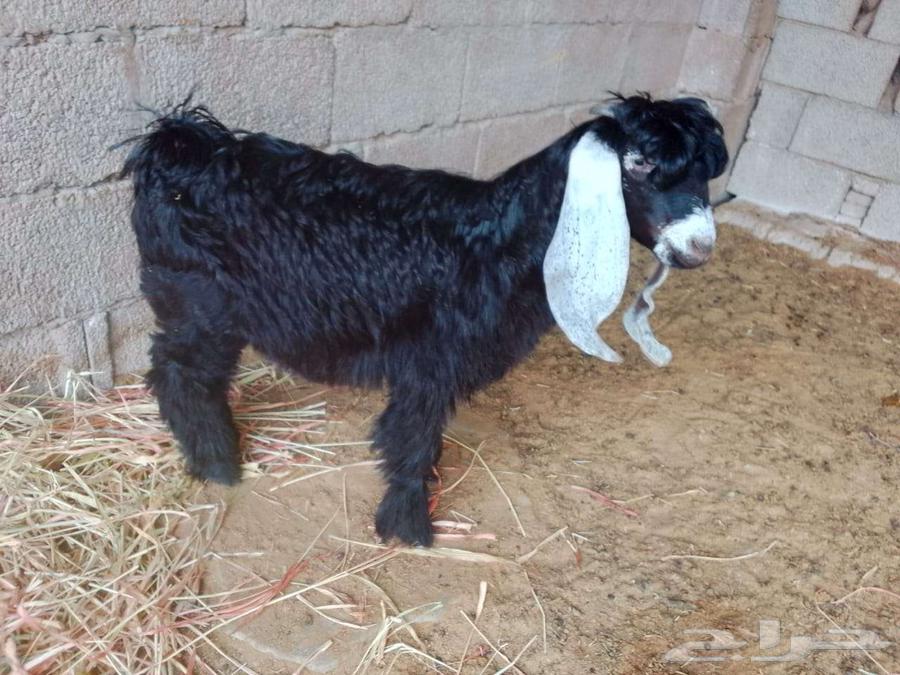 Tios64364365379715113