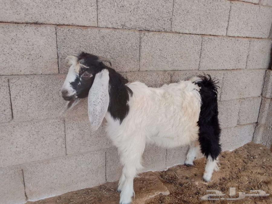 Tios64364365379715111