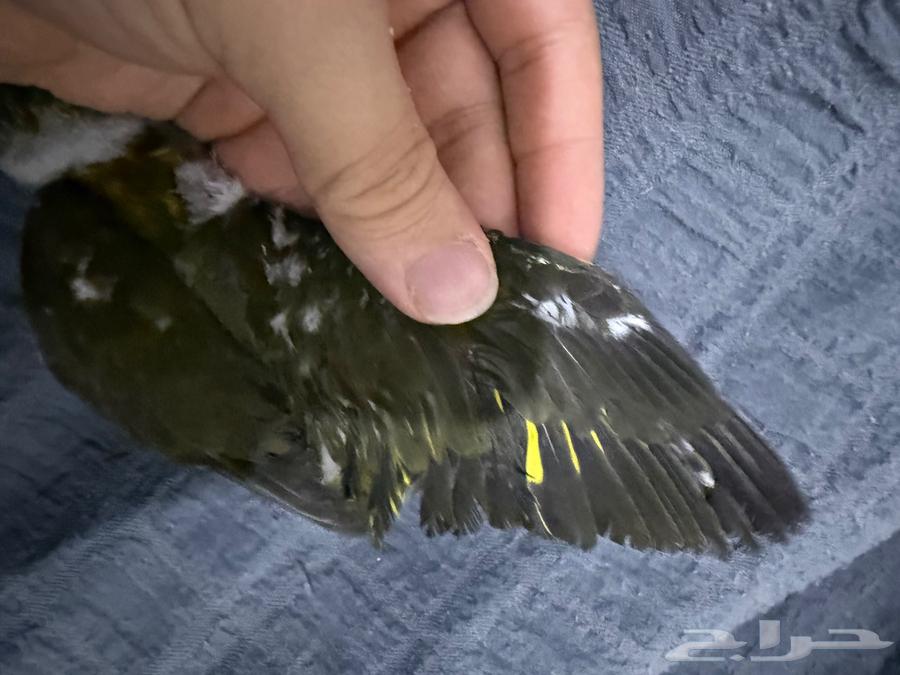 فرخ لوري اللون زيتي نهايت غر64377476603907112