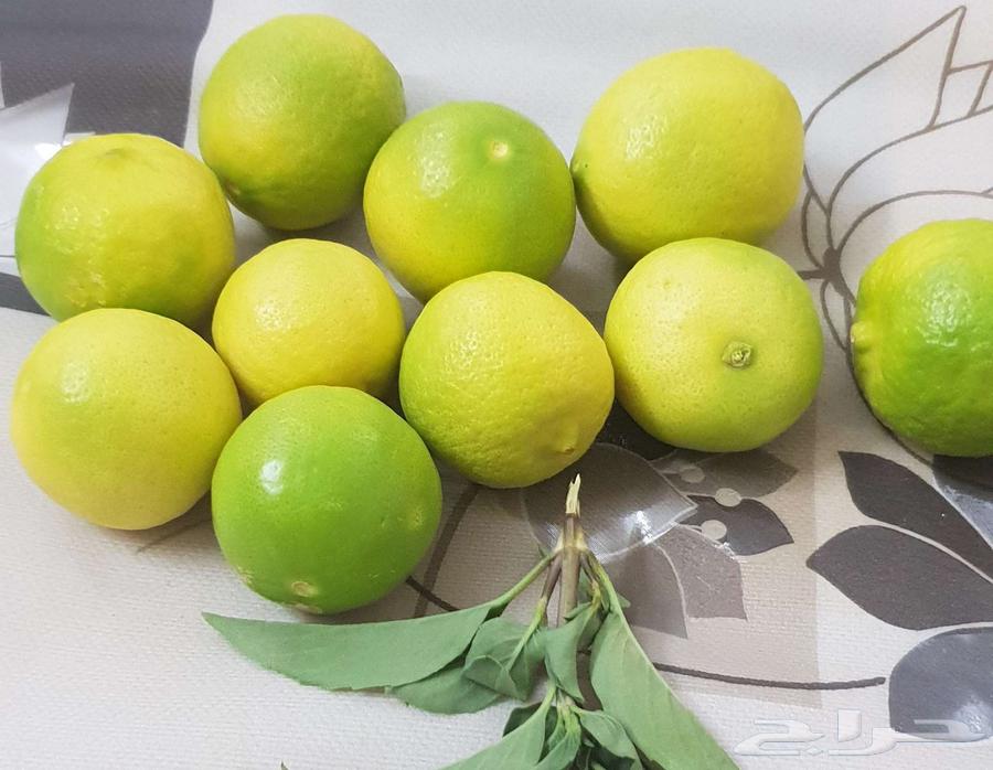 ليمون ابو زهيرة للبيع64376509991811113