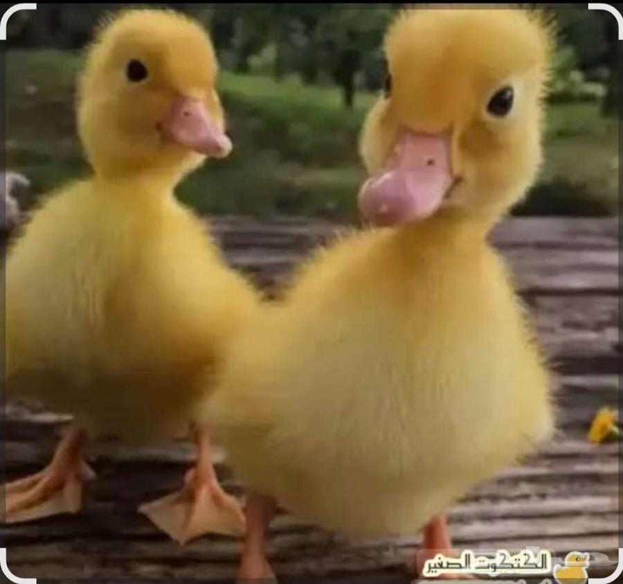 نوفر صوص بط للبيع مع الملحقات64372623937921113