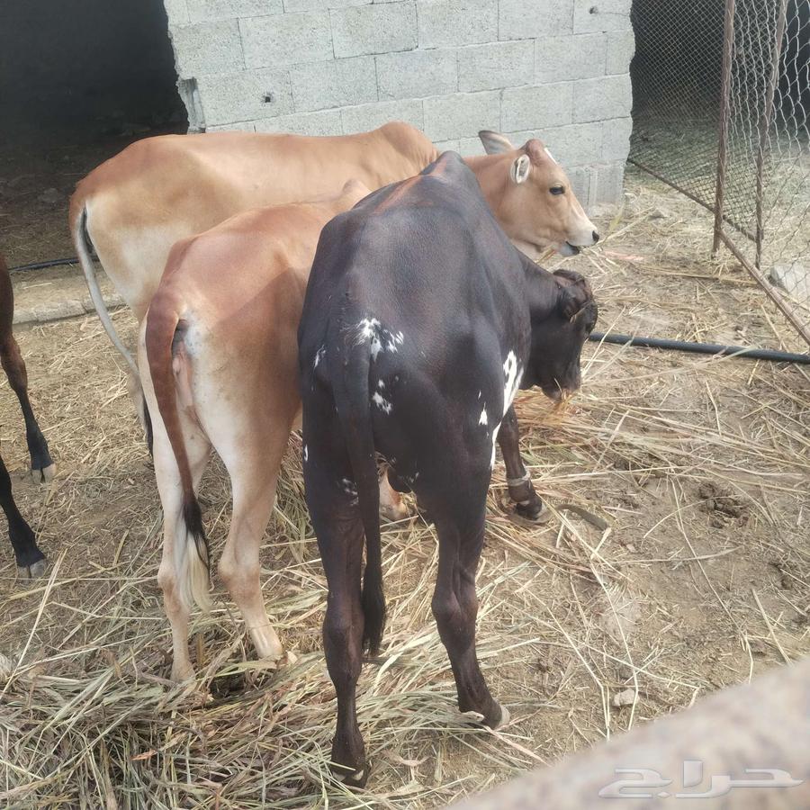 حسيل للبيع العمر6اشهر64370013519235110