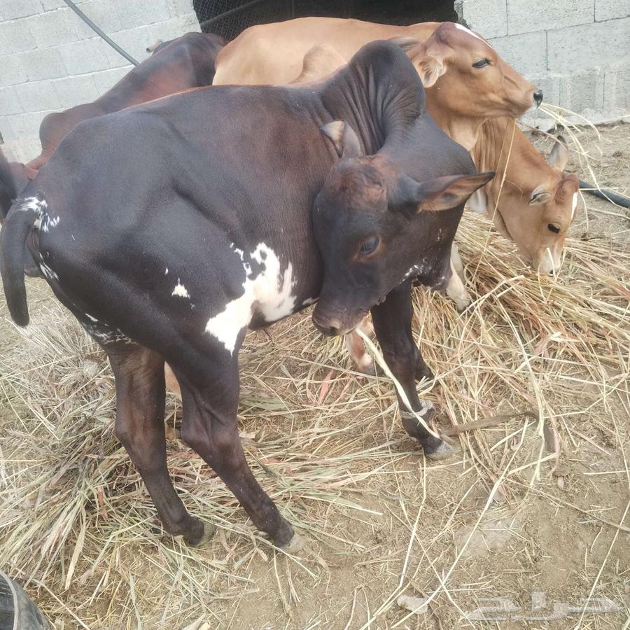 حسيل للبيع العمر6اشهر64370013519235111