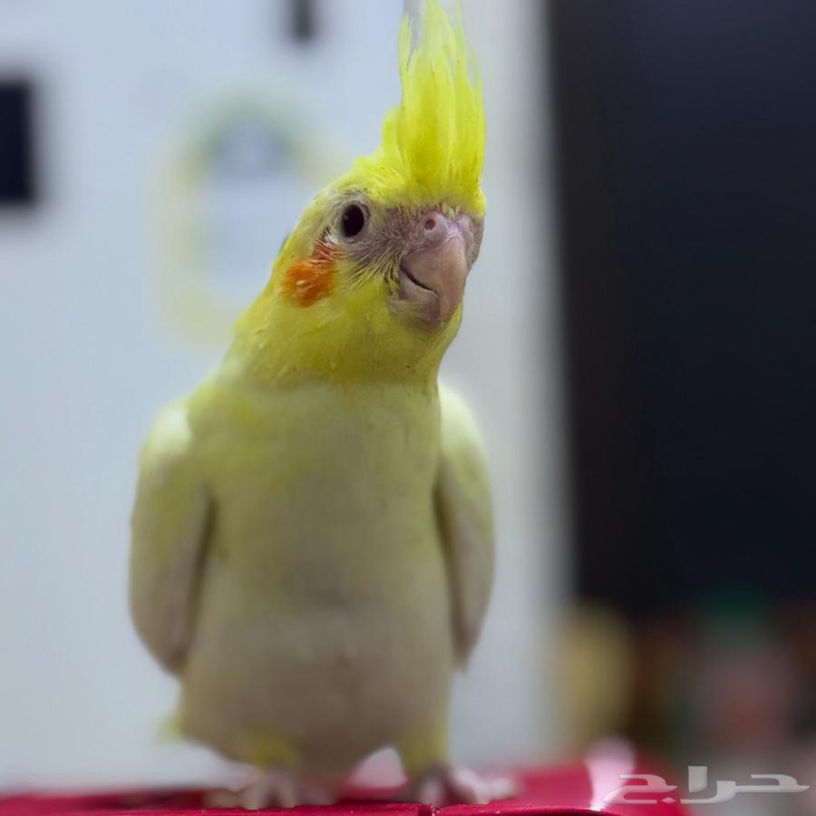 كروان لاتينو تايقر64364684166274110