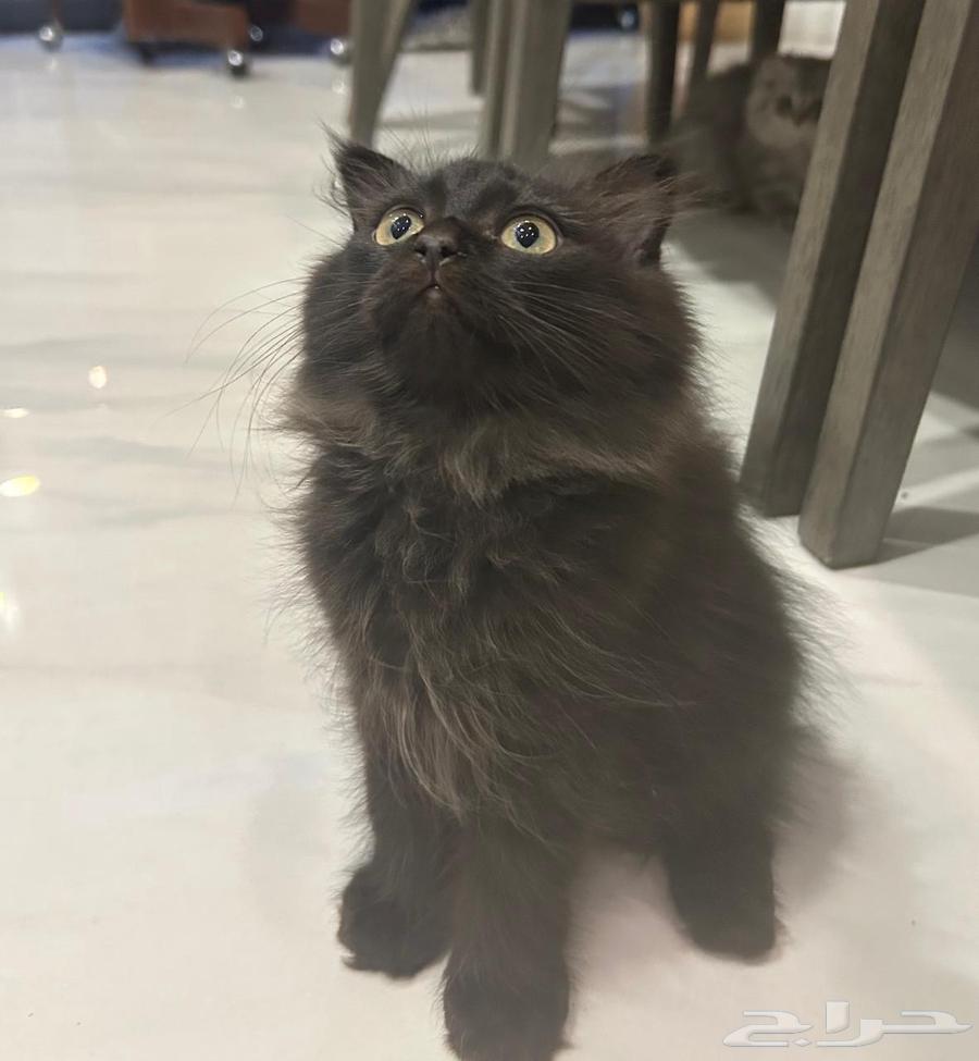 كيتن للبيع64367974385409111