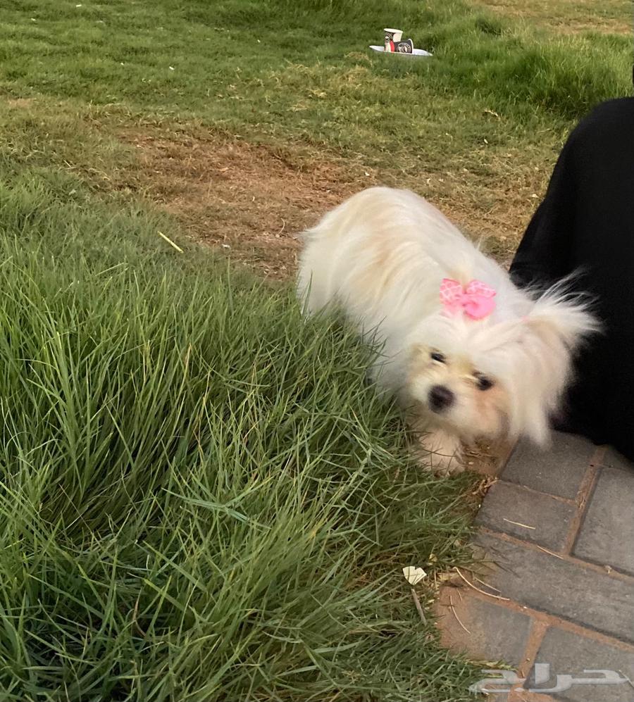 عرض مايتفوت الحق كلب مالتيز بسعر مميز64365469433473110