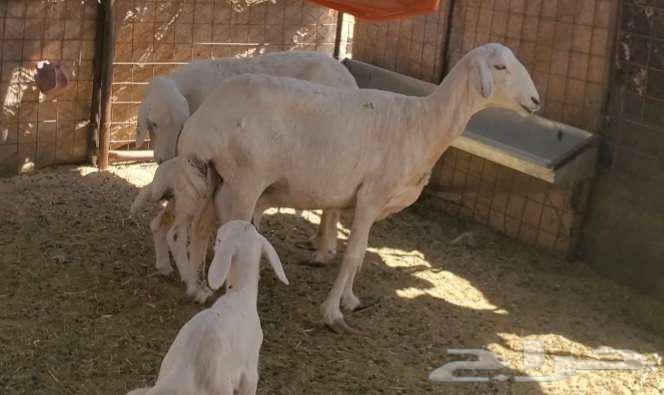 2 نعاج حريات تحتها رخال صنف64384231424387113