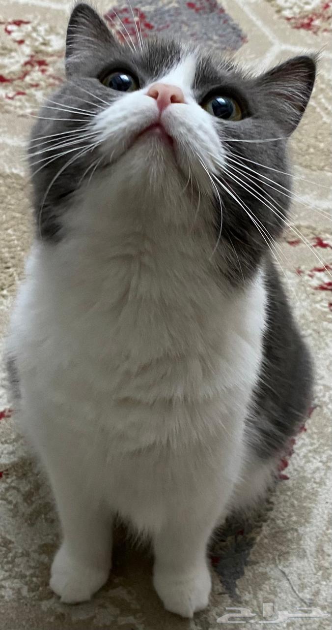 قطة للبيع64387899011329111