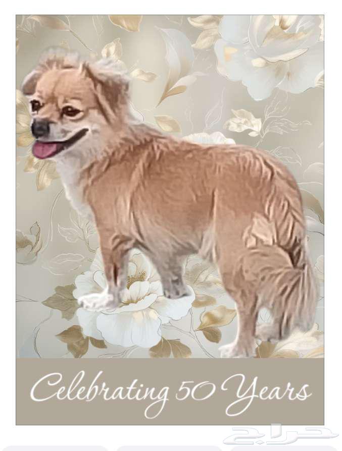 كلبه من نوع شيواوا المكسيكيه64388880765187112