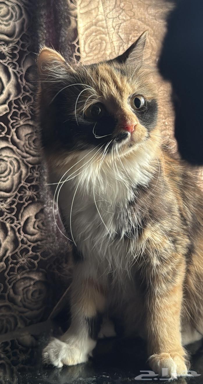 تبني قطط الرياض64380293456642114